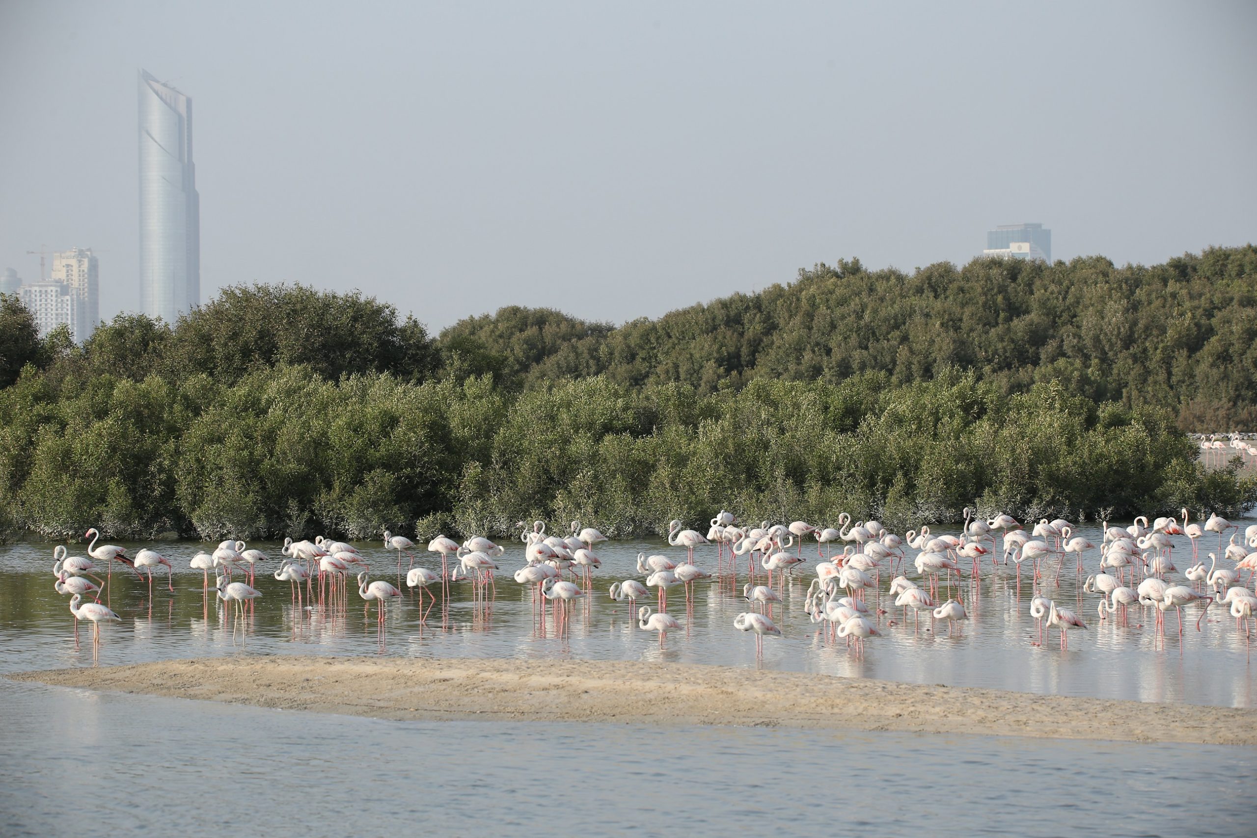 You are currently viewing Building Back Biodiversity: Conservation Efforts in the UAE