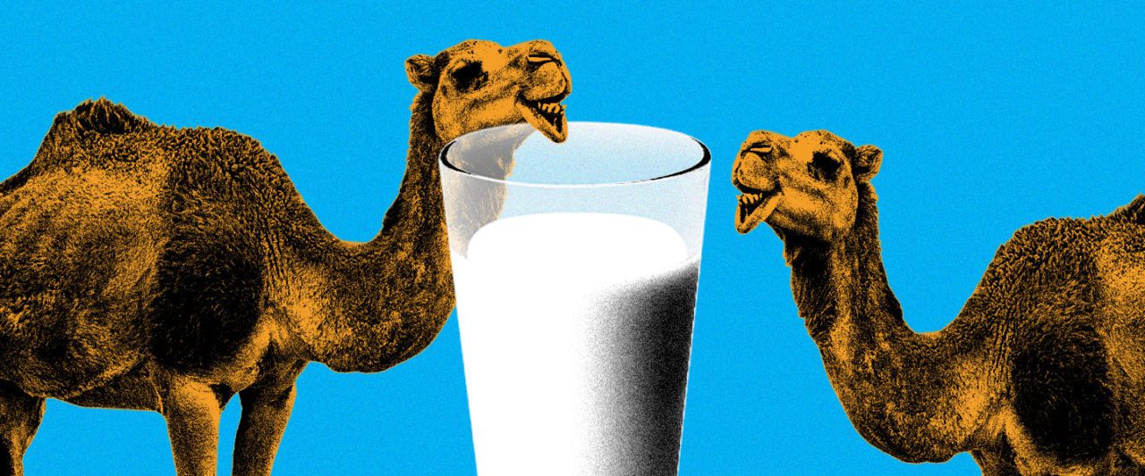 You are currently viewing The many benefits of Camel milk, the Middle East superfood