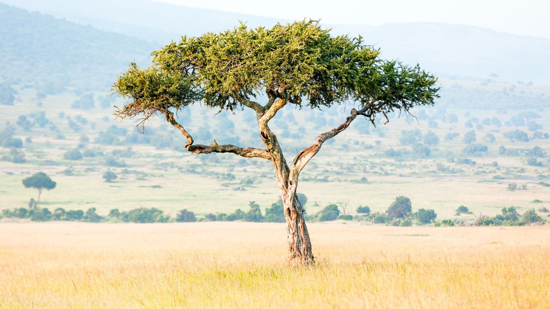 You are currently viewing New study reveals possible impact of ‘Great Green Wall’ tree-planting on climate patterns