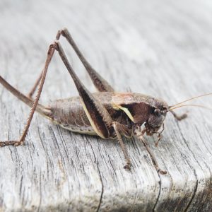 Locust swarms appeared today in Dubai!