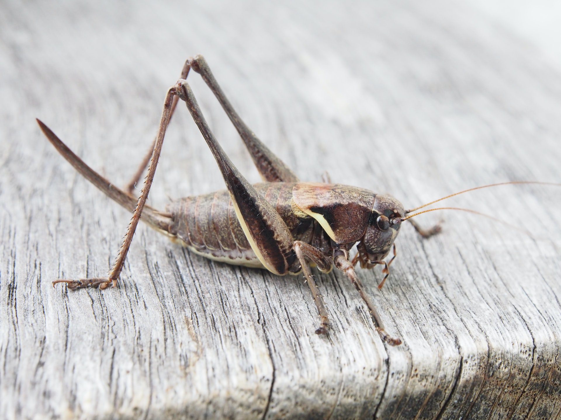 You are currently viewing Locust swarms appeared today in Dubai!