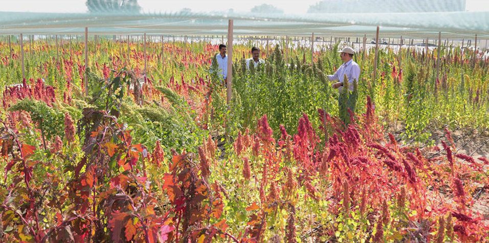 Quinoa fields