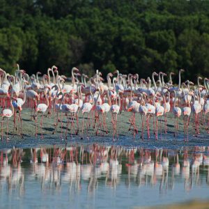 The UAE’s restored wetlands