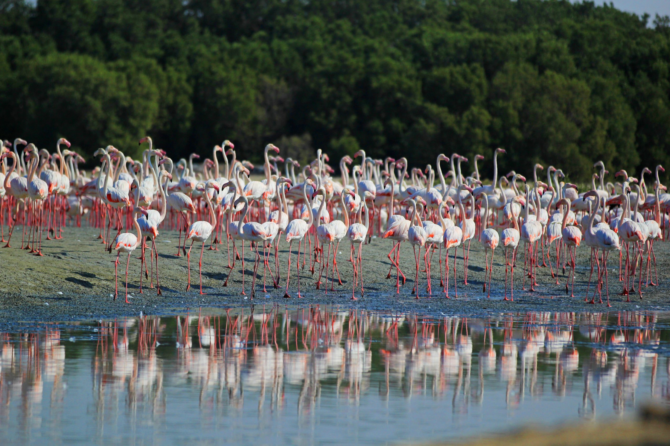 You are currently viewing The UAE’s restored wetlands