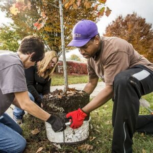 Can Planting Trees Make a City More Equitable?