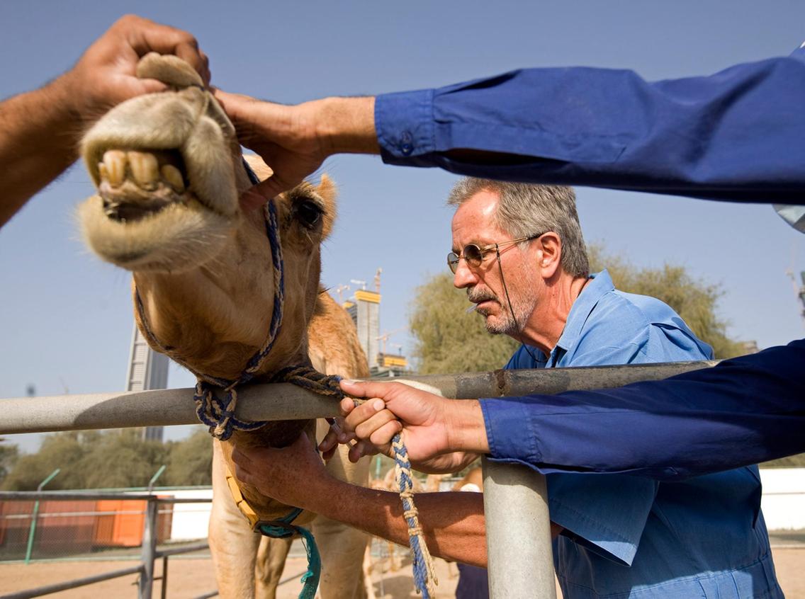 You are currently viewing Plastic Bags Kill Hundreds Of Camels Across UAE