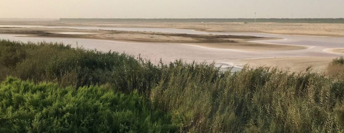 Wetlands scape in the UAE