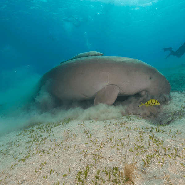 You are currently viewing Arabian Gulf Dugong Conservation: Biodiversity & Species Conservation Workshop